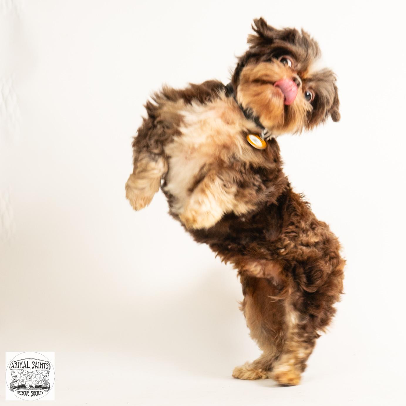 Walter, a ADOPTABLE Shih Tzu in Fort Montgomery, NY image 5/6