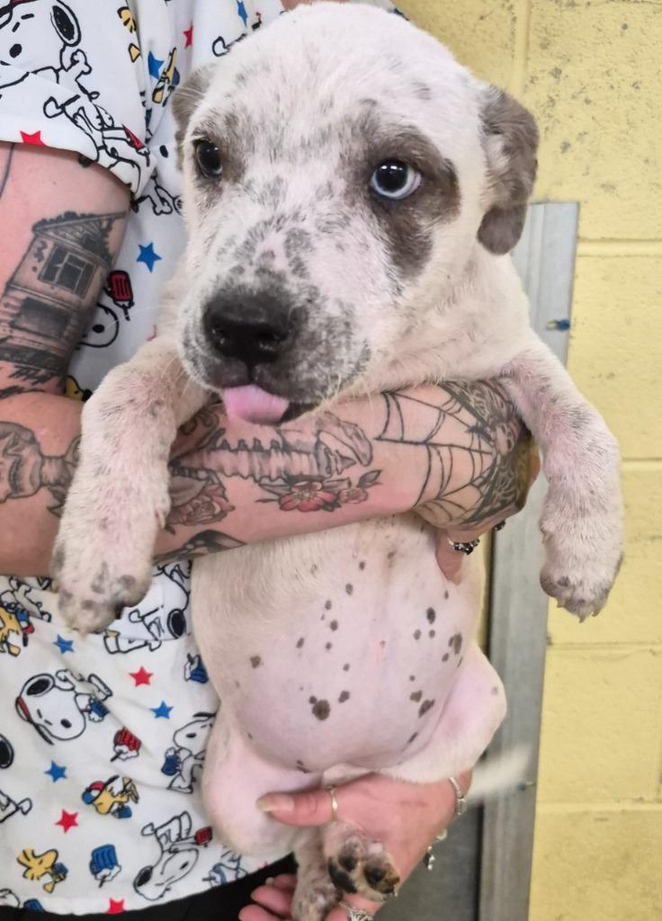 Blossom, Adopted, Puppy Female Cattle Dog.