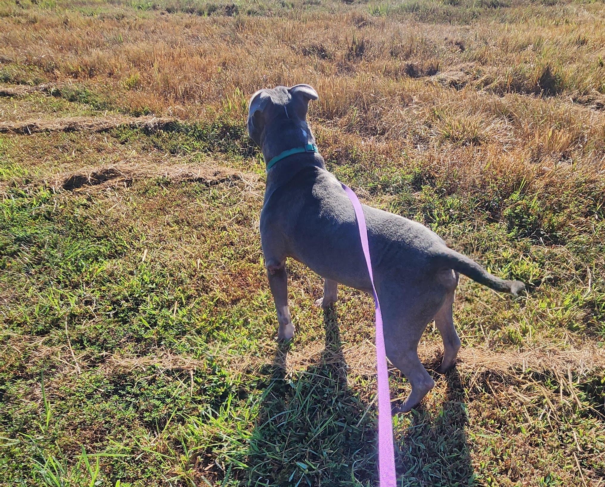 Enlarge Bluey, a Adoptable American Staffordshire Terrier in Marshall, AR image 4/6