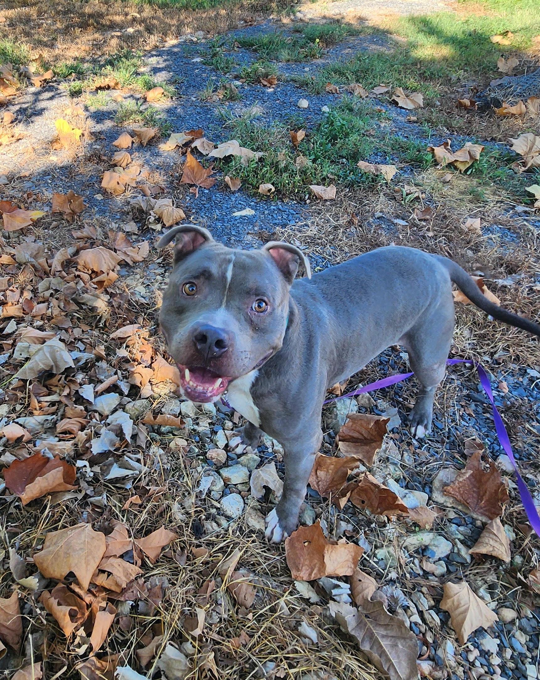 Enlarge Bluey, a Adoptable American Staffordshire Terrier in Marshall, AR image 3/6