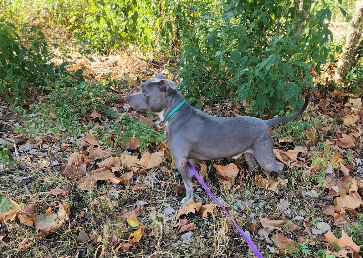 Enlarge Bluey, a Adoptable American Staffordshire Terrier in Marshall, AR image 5/6