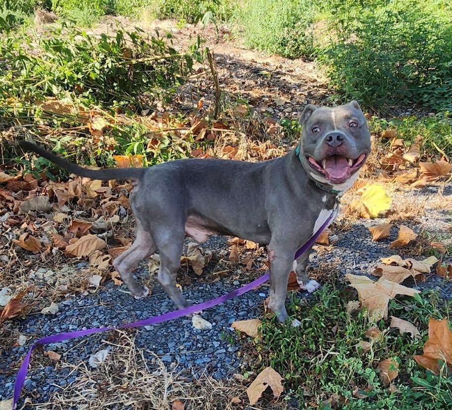 Bluey, Adoptable, Adult Male American Staffordshire Terrier.
