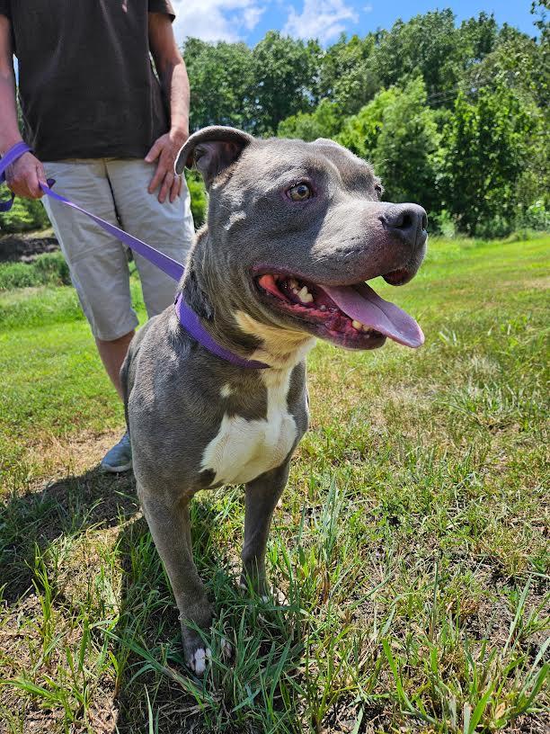 Enlarge Bluey, a Adoptable American Staffordshire Terrier in Marshall, AR image 6/6
