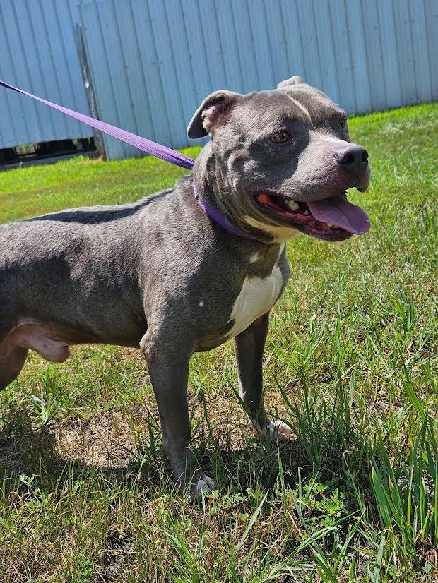 Enlarge Bluey, a Adoptable American Staffordshire Terrier in Marshall, AR image 2/6