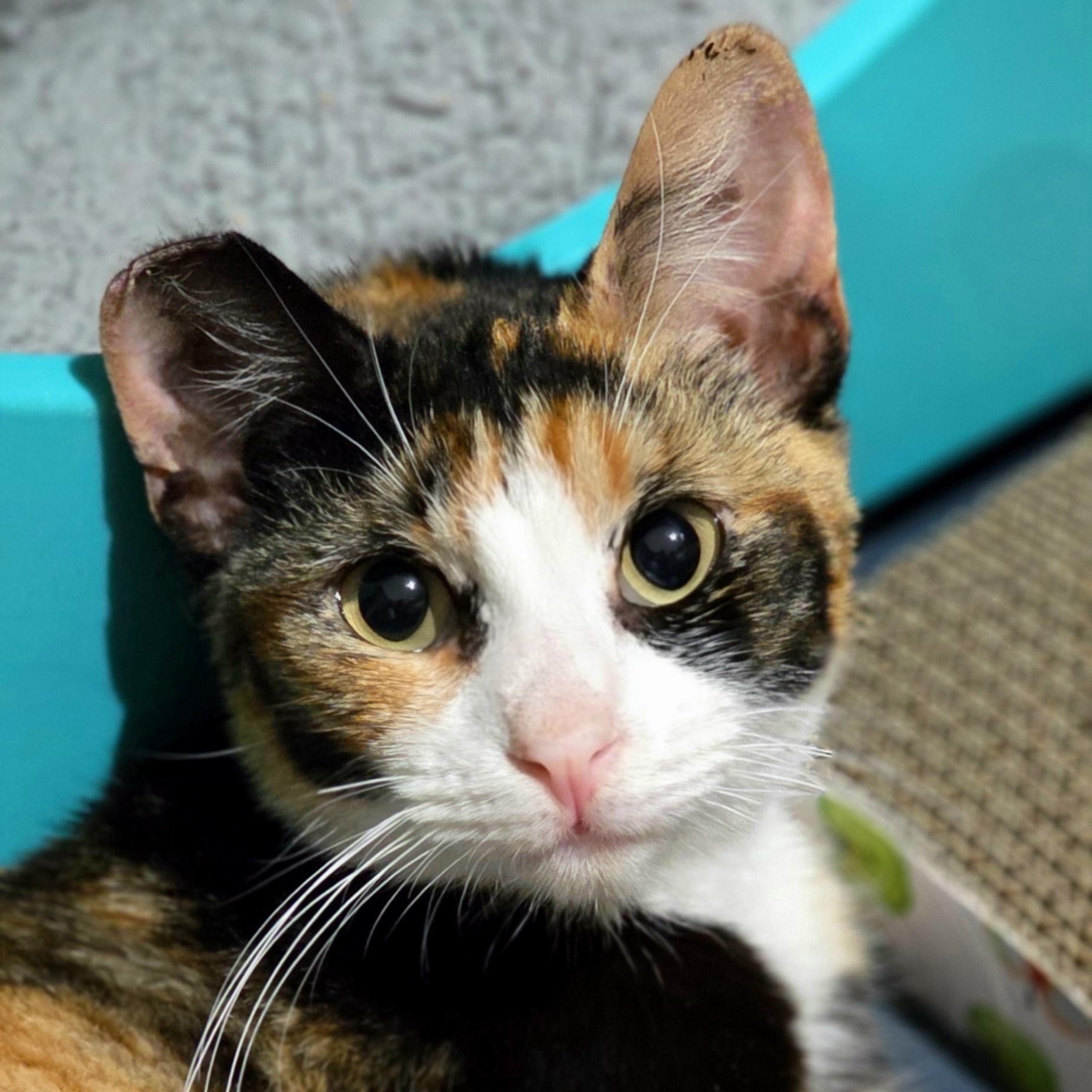 Enlarge Georgina, an adoptable mixed breed in Santa Clara, CA image 5/6