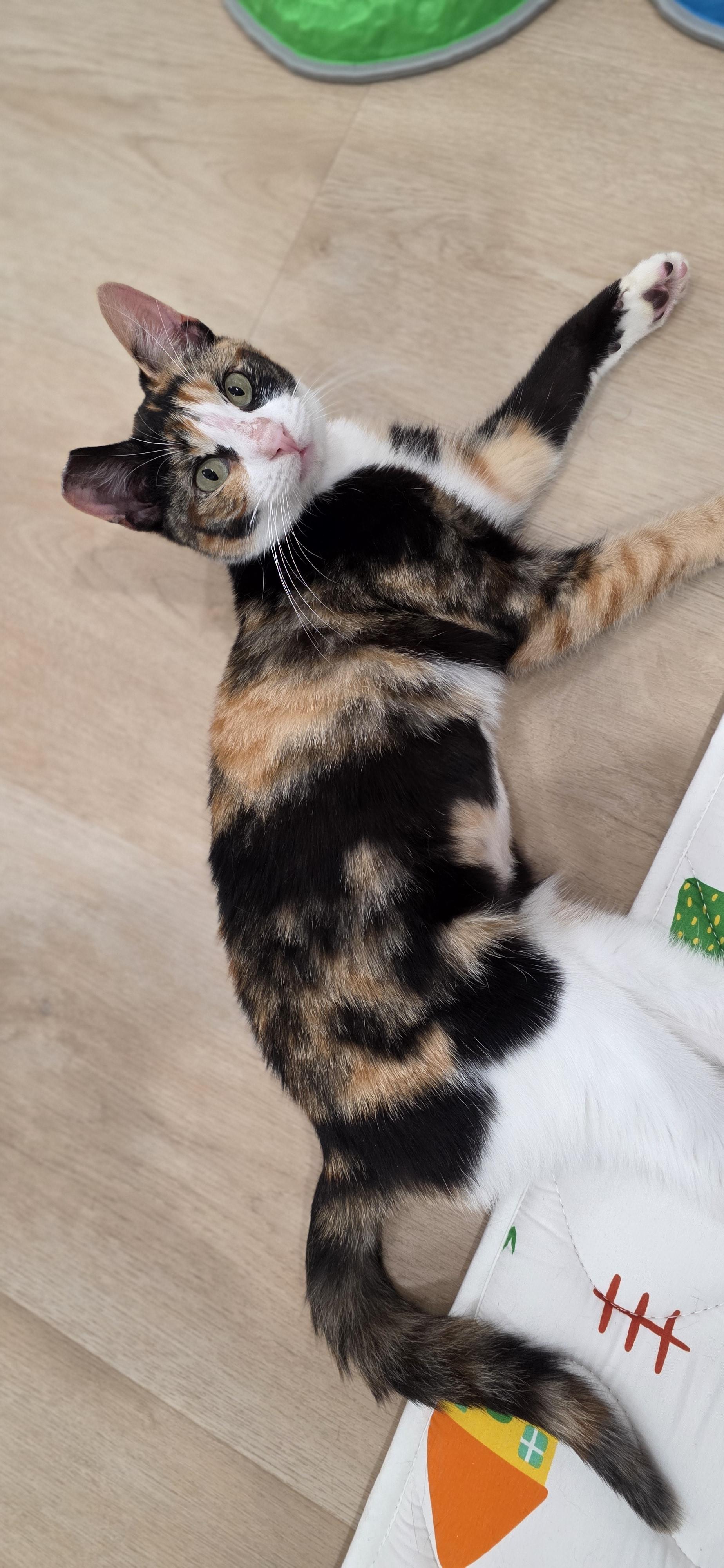 Enlarge Georgina, an adoptable mixed breed in Santa Clara, CA image 6/6