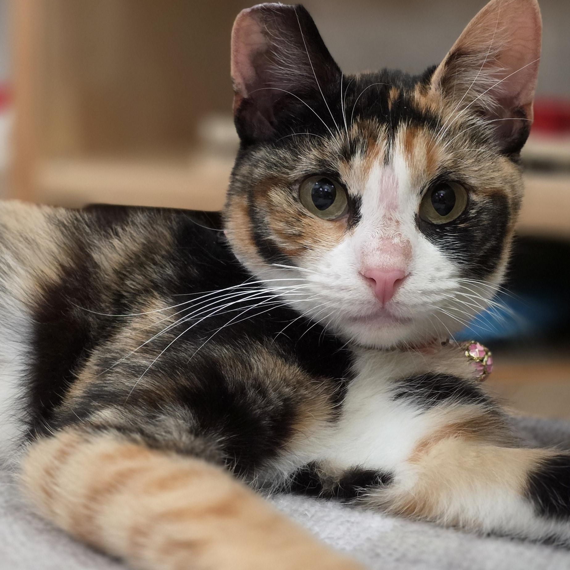 Enlarge Georgina, an adoptable mixed breed in Santa Clara, CA image 2/6