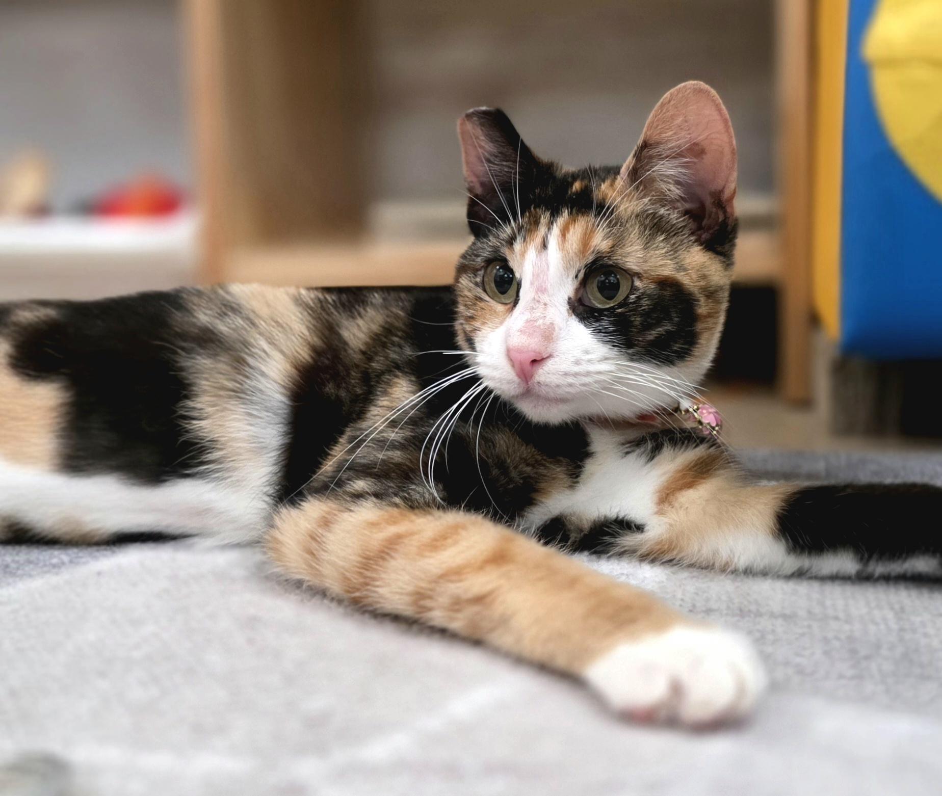 Enlarge Georgina, an adoptable mixed breed in Santa Clara, CA image 1/6