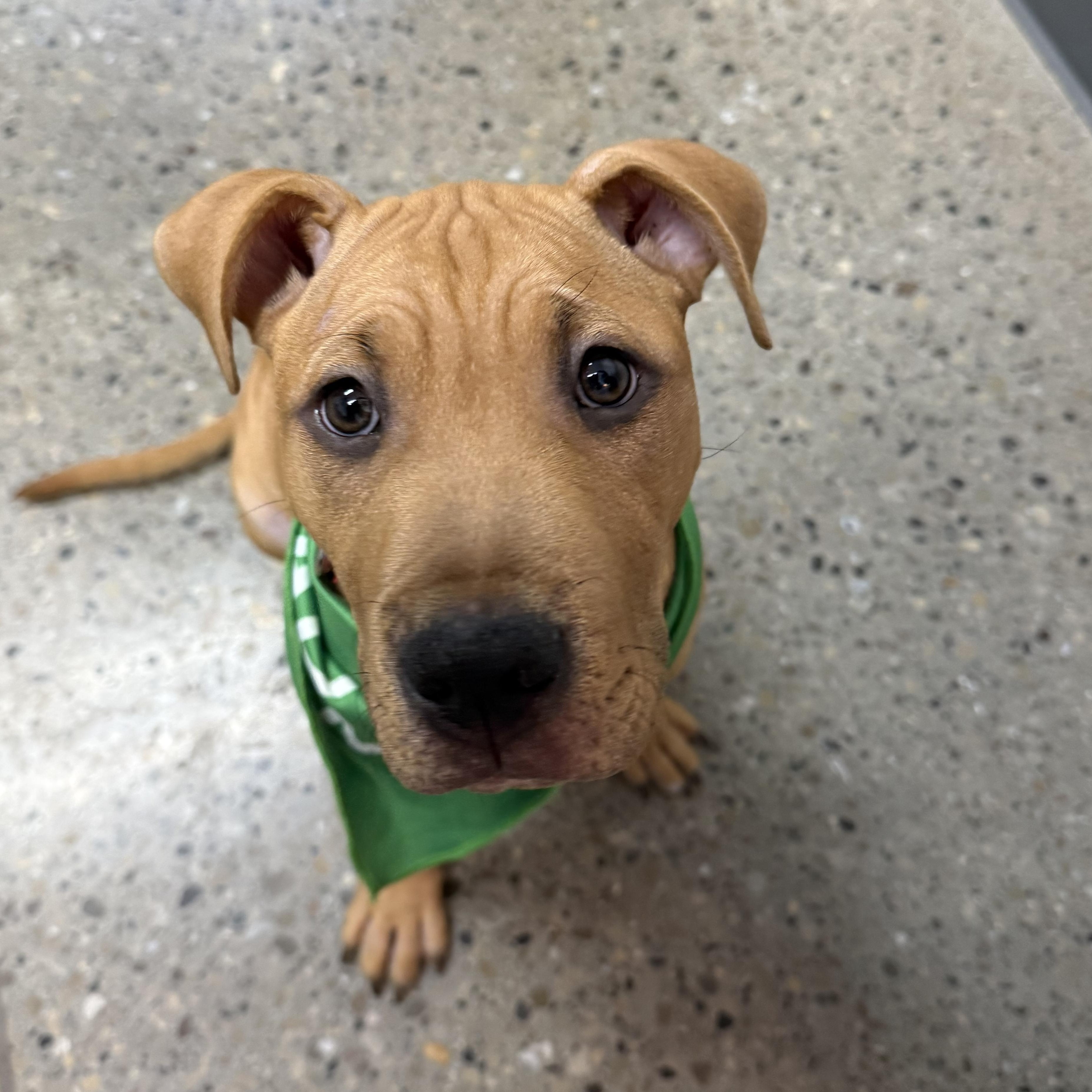 Enlarge Burberry, a ADOPTABLE mixed breed in Columbus, OH image 2/5