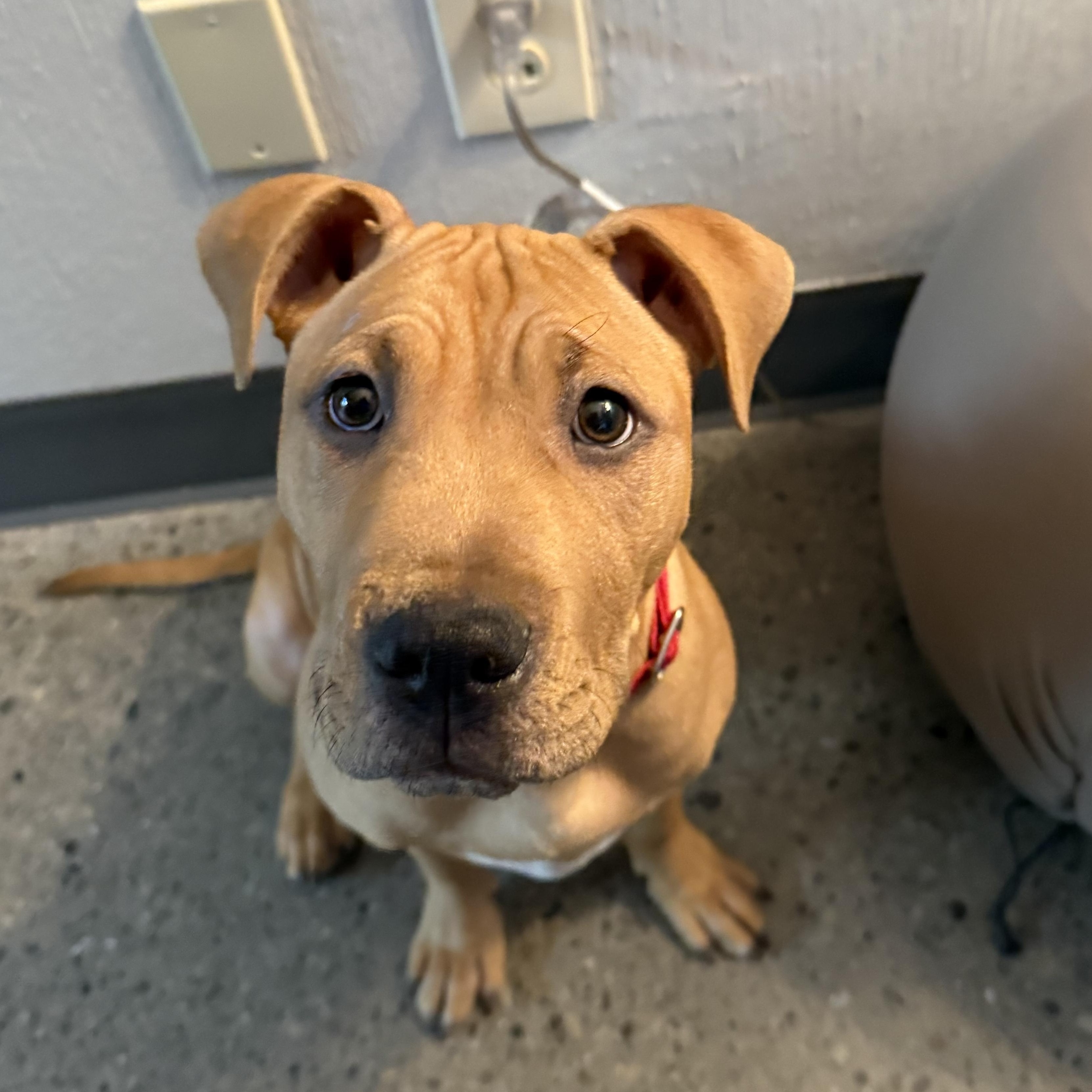 Enlarge Burberry, a ADOPTABLE mixed breed in Columbus, OH image 4/5