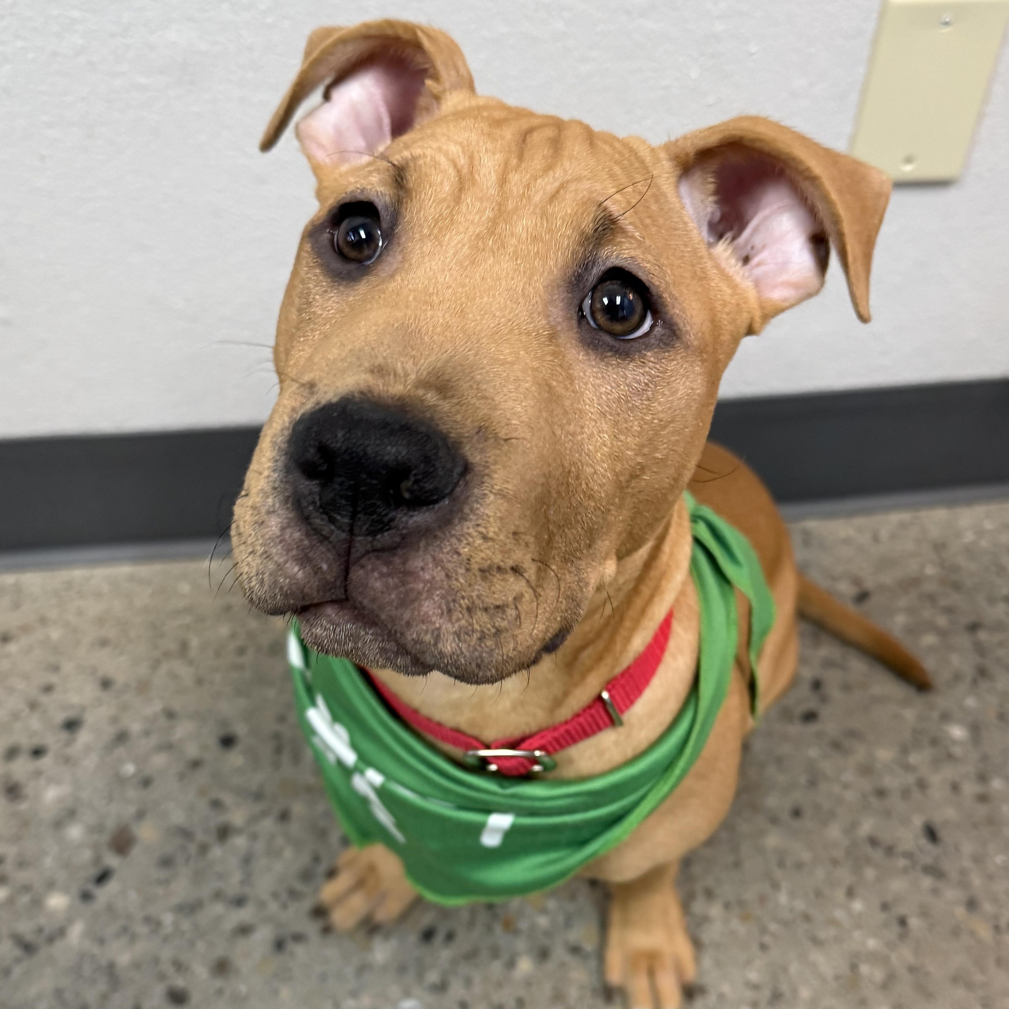 Burberry, ADOPTABLE, Puppy Male Pit Bull Terrier.
