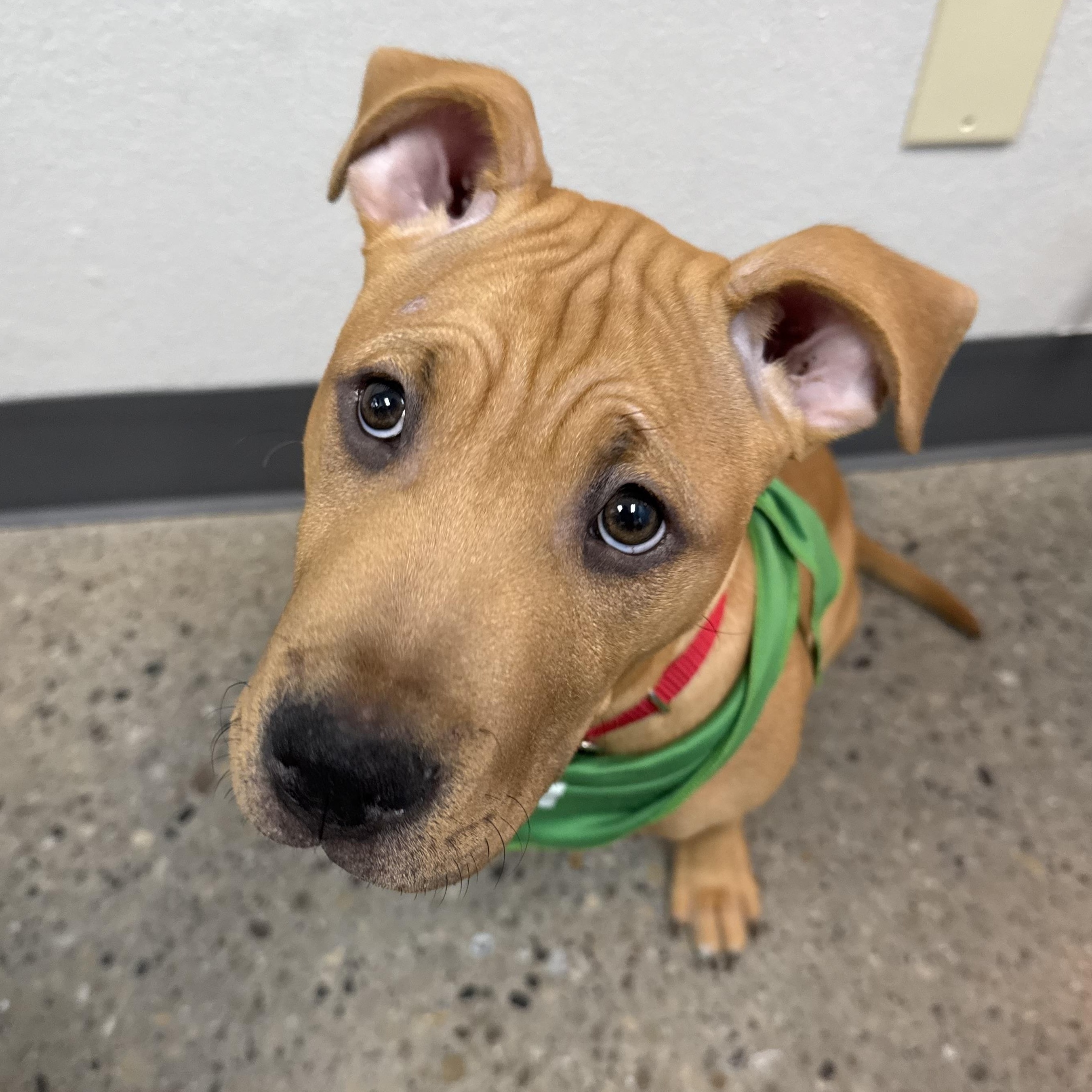 Enlarge Burberry, a ADOPTABLE mixed breed in Columbus, OH image 5/5