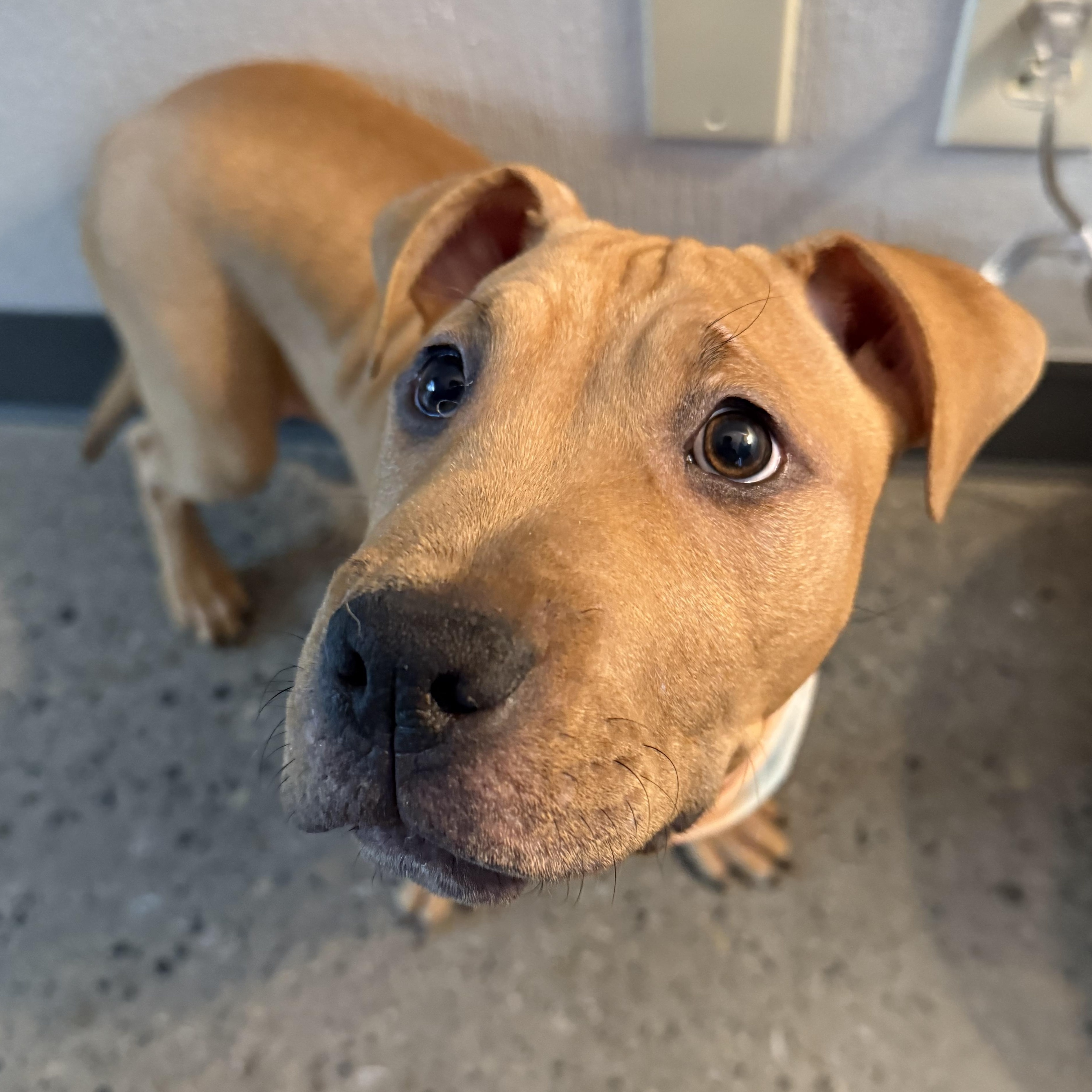 Enlarge Burberry, a ADOPTABLE mixed breed in Columbus, OH image 3/5