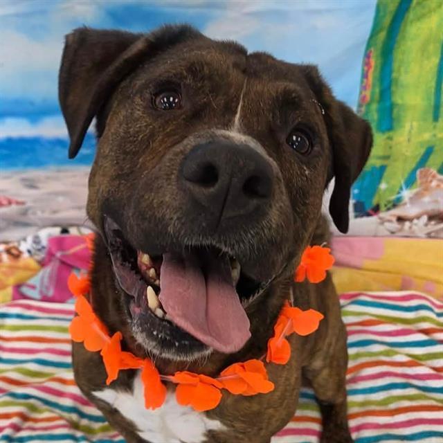 Enlarge WINSTON, a Adoptable mixed breed in Indianapolis, IN image 1/1