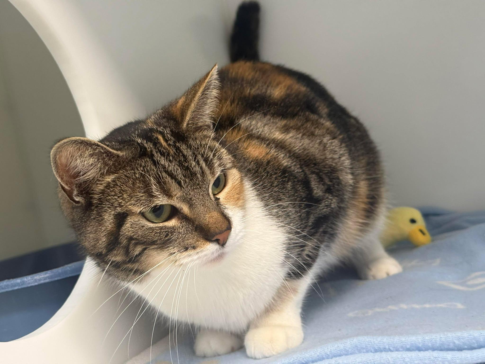 GUYLAINE, adopted, Adult Female Domestic Short Hair.