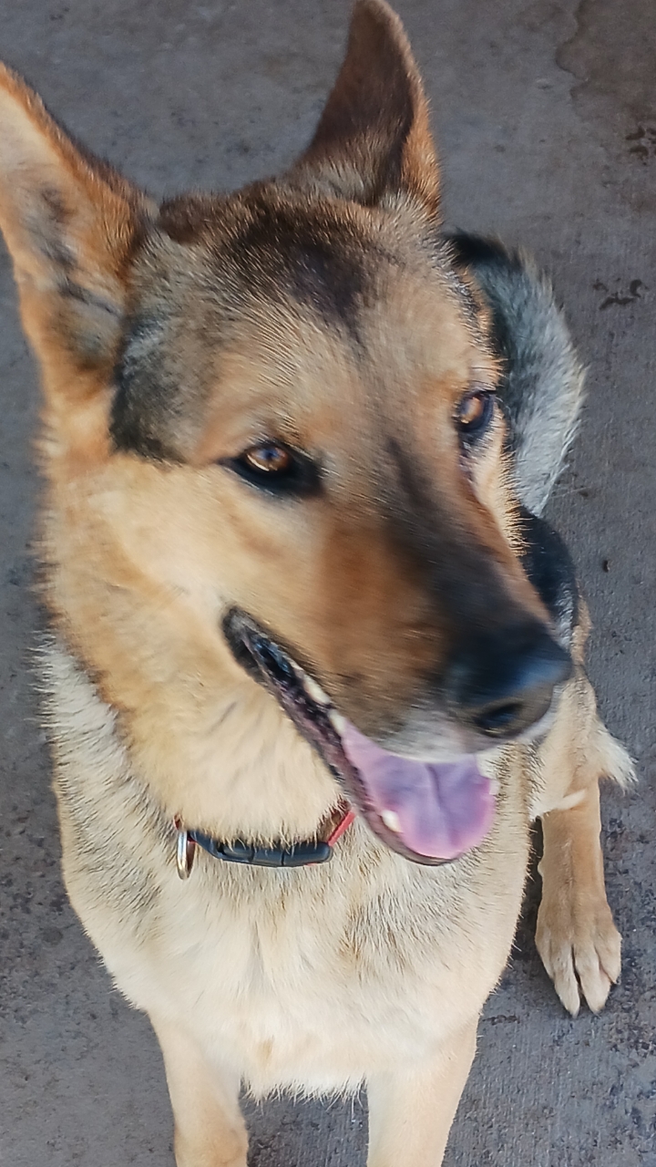 Max, Young Male unknown