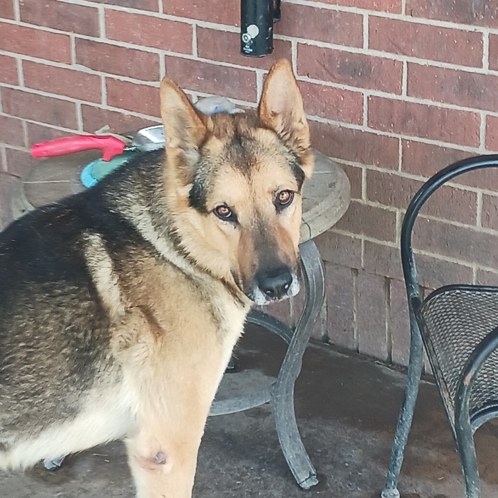 Enlarge Max, a Adoptable German Shepherd Dog in Cedar Hill, TX image 3/6