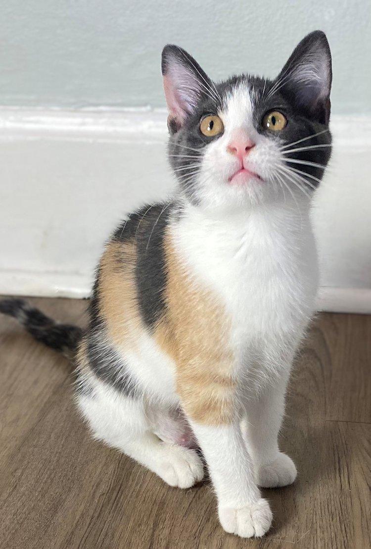 Kittens - 5, adoptable, Kitten Female Domestic Short Hair.