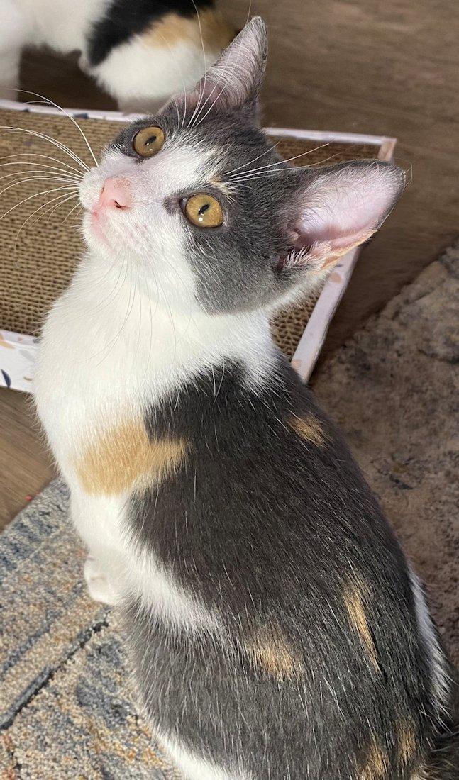 Enlarge Kittens - 5, an adoptable Domestic Short Hair in White Bear Lake, MN image 2/6