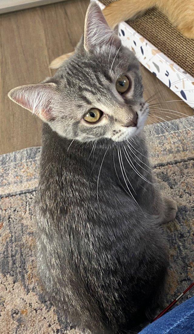 Enlarge Kittens - 5, an adoptable Domestic Short Hair in White Bear Lake, MN image 4/6