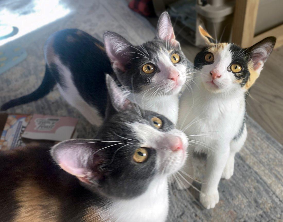 Enlarge Kittens - 5, an adoptable Domestic Short Hair in White Bear Lake, MN image 6/6