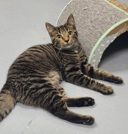 Enlarge 7098 (Cookie), a Adoptable Domestic Short Hair in Lake City, MI image 1/1