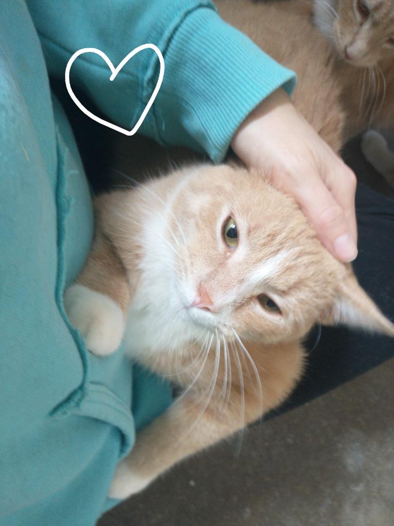 Enlarge Pumpkin, a Adoptable mixed breed in Saint James, MN image 1/4