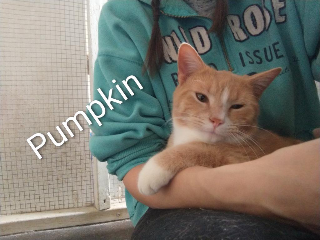 Enlarge Pumpkin, a Adoptable mixed breed in Saint James, MN image 2/4