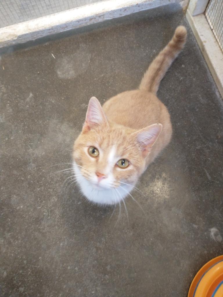 Enlarge Pumpkin, a Adoptable mixed breed in Saint James, MN image 3/4