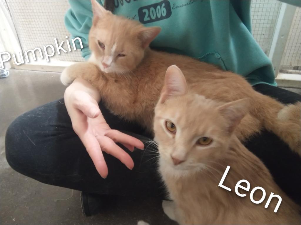 Enlarge Pumpkin, a Adoptable mixed breed in Saint James, MN image 4/4