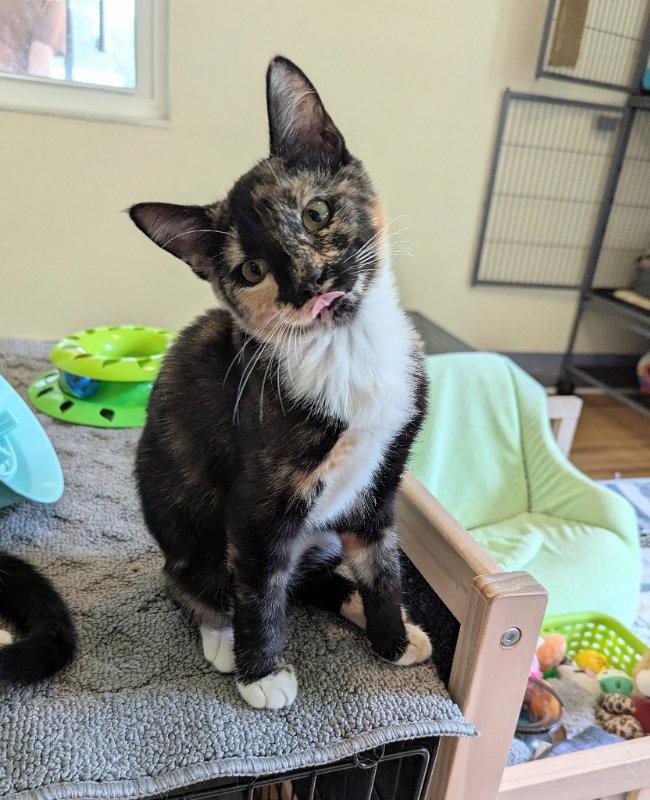 Betty Crocker, Adopted, Young Female Calico.