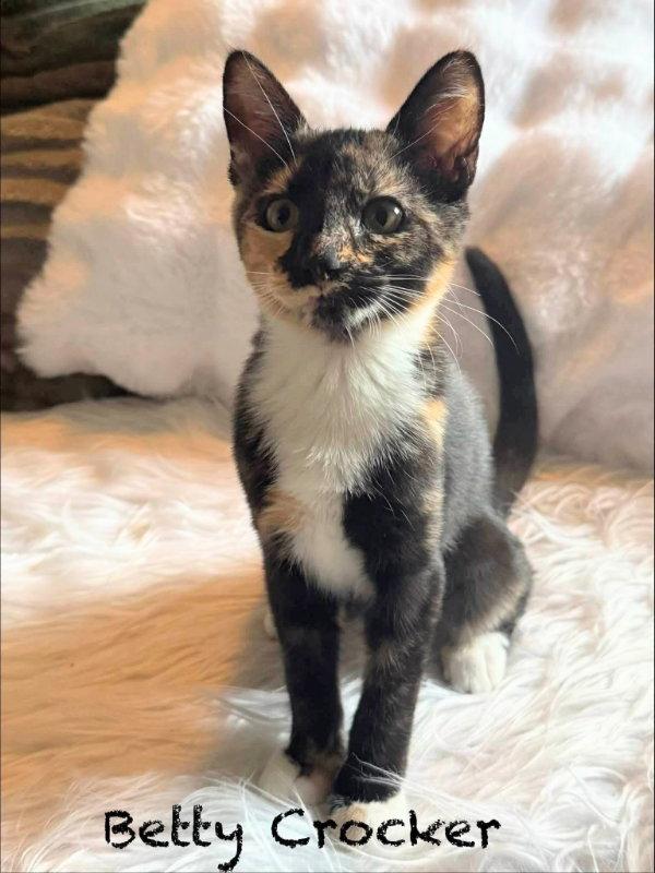 Enlarge Betty Crocker, a Adopted Calico in Ocala, FL image 2/2