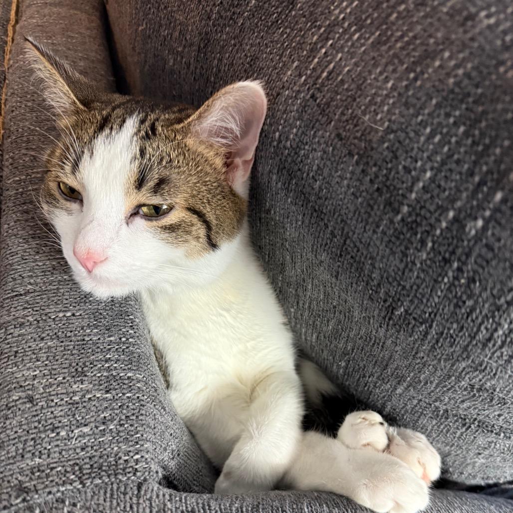 Enlarge Chippy, a Adoptable Domestic Short Hair in Huntsville, AL image 1/3