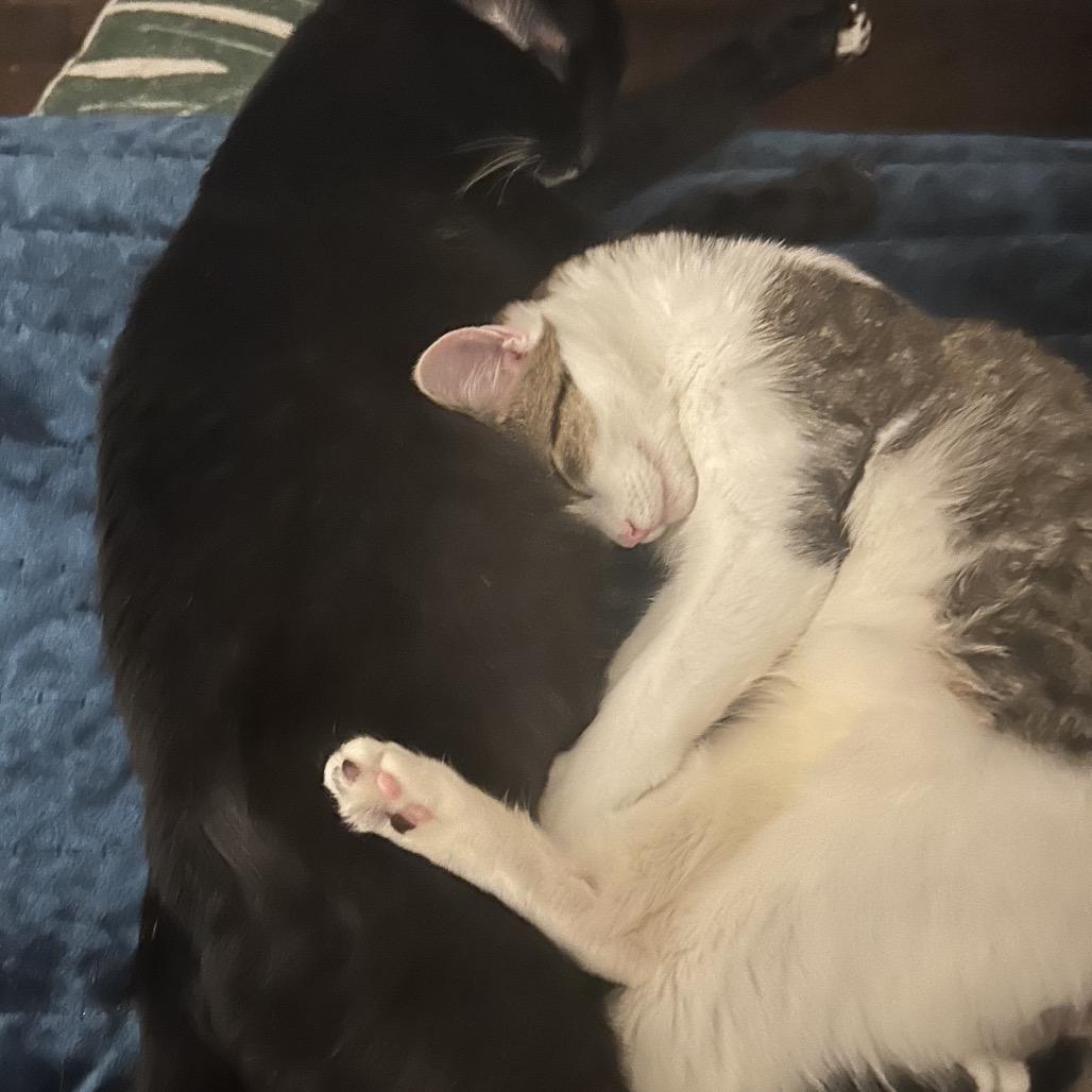 Enlarge Chippy, a Adoptable Domestic Short Hair in Huntsville, AL image 2/3