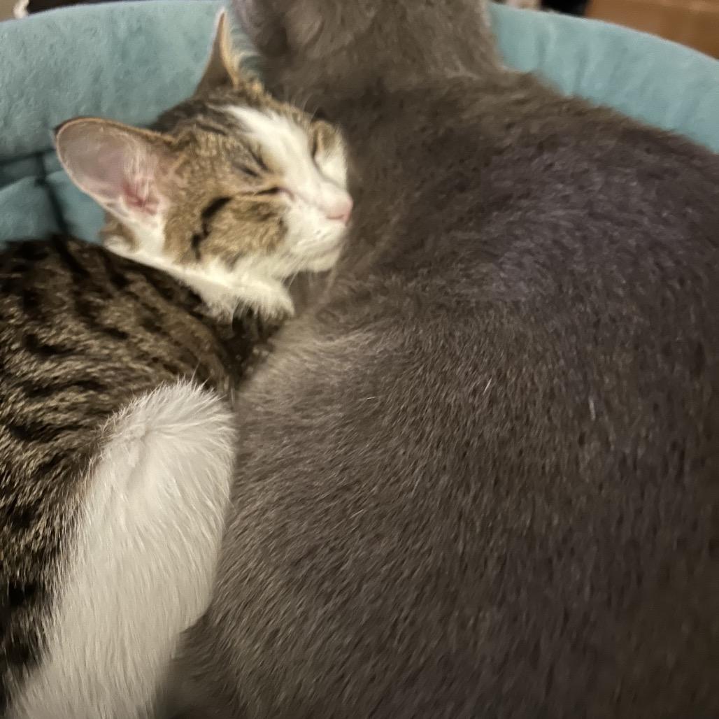 Enlarge Chippy, a Adoptable Domestic Short Hair in Huntsville, AL image 3/3