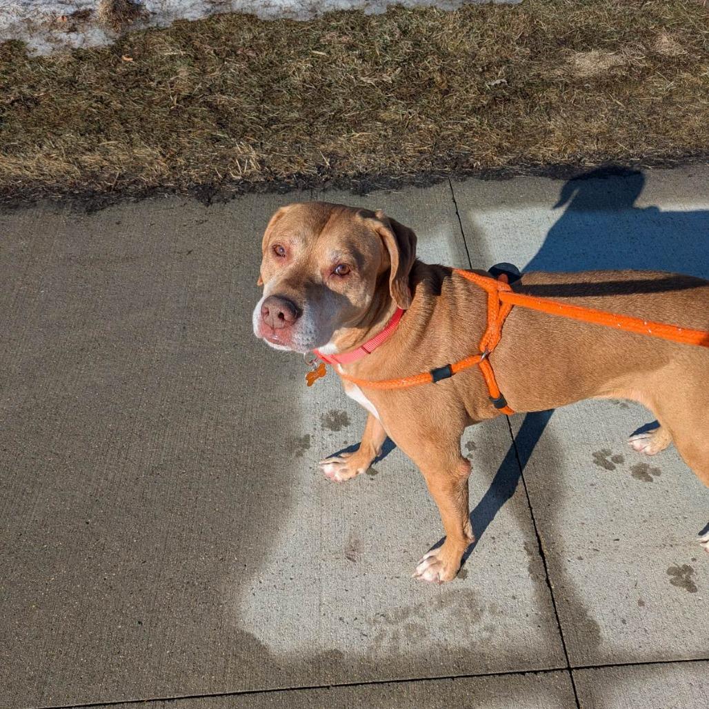 Sir Arthur--In Foster — thumbnail 2