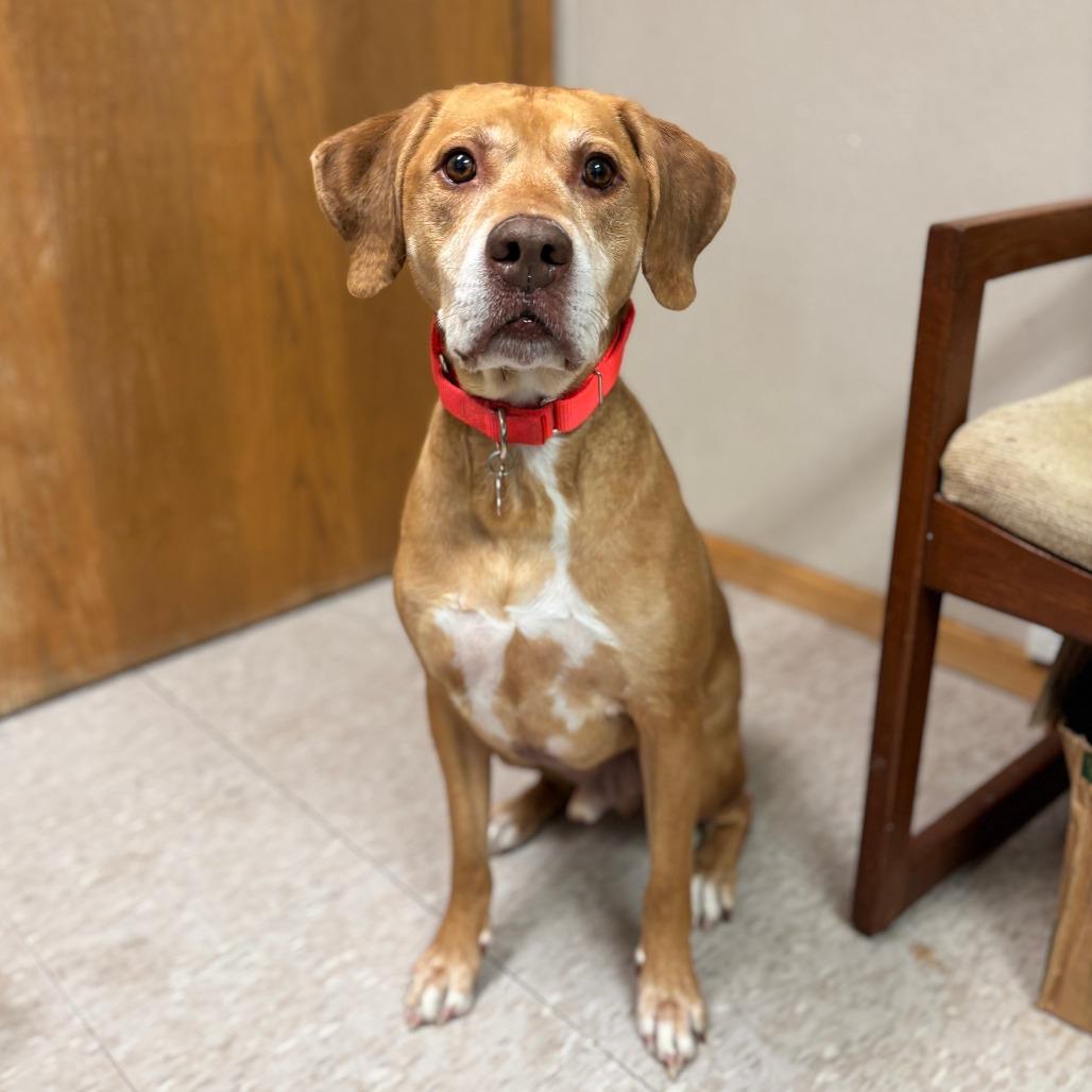 Sir Arthur--In Foster — thumbnail 3