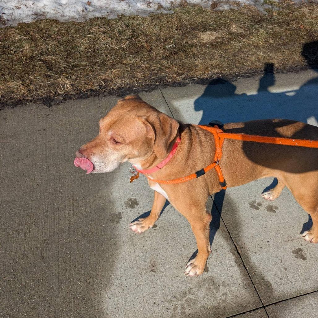 Sir Arthur--In Foster — thumbnail 4