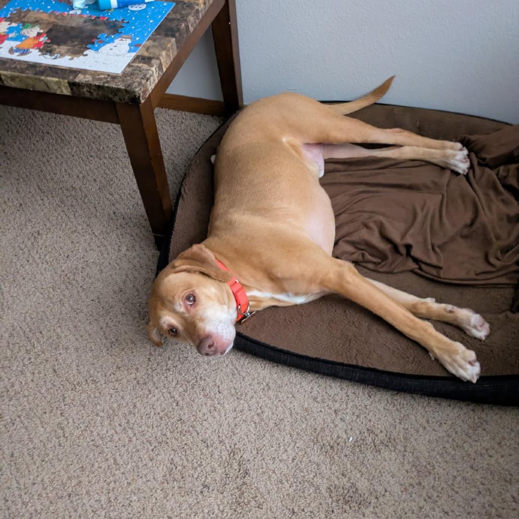 Sir Arthur--In Foster — thumbnail 5