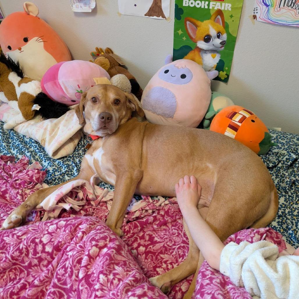 Sir Arthur--In Foster — thumbnail 6