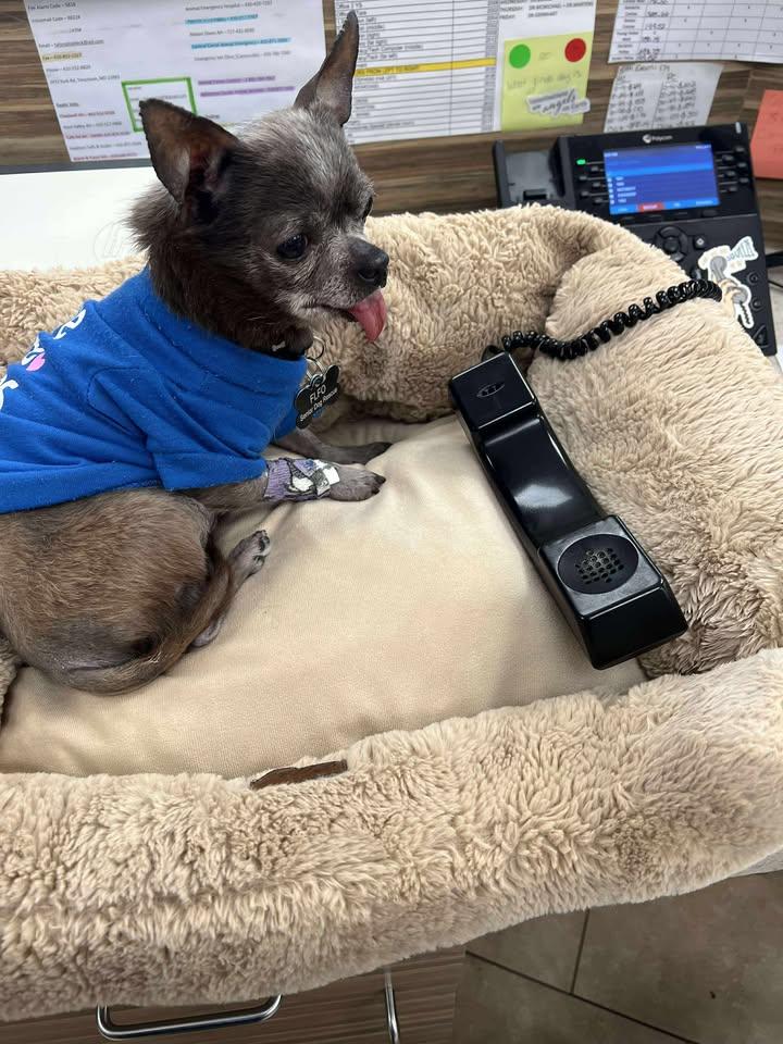 Pinky, Adopted, Senior Male Chihuahua.