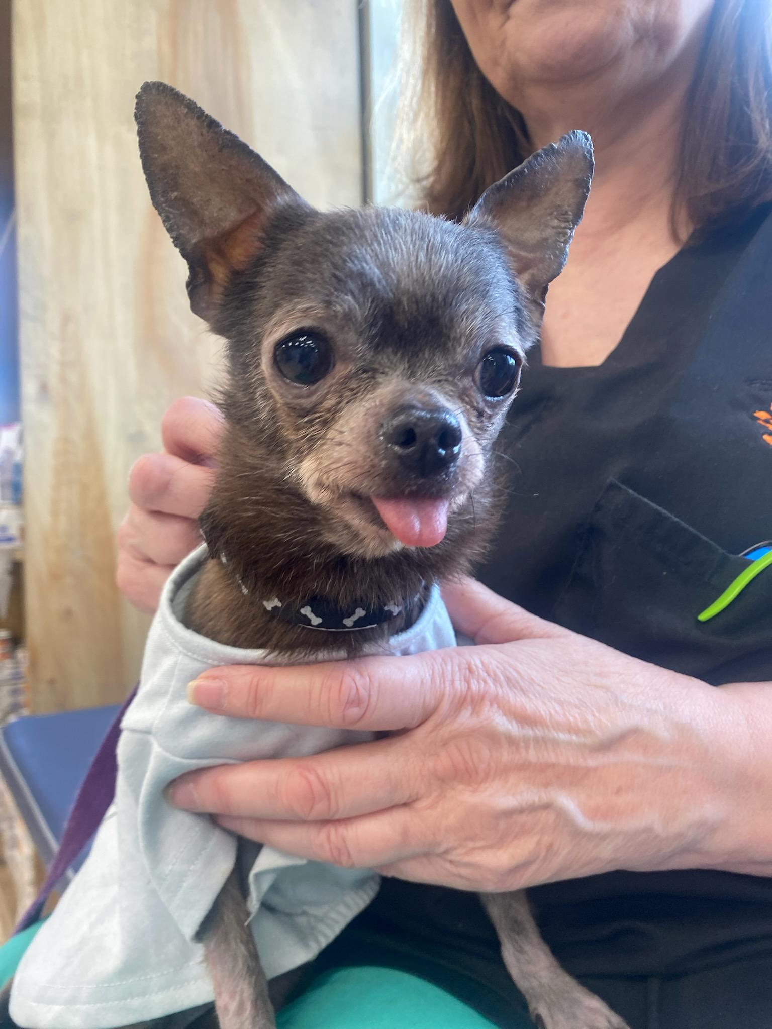 Enlarge Pinky, a Adopted Chihuahua in Baldwin, MD image 2/2