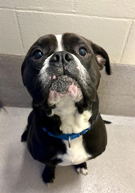 CASA, Adoptable, Young Male Pit Bull Terrier.