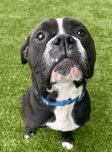 CASA, Adoptable, Young Male Boxer & Pit Bull Terrier.