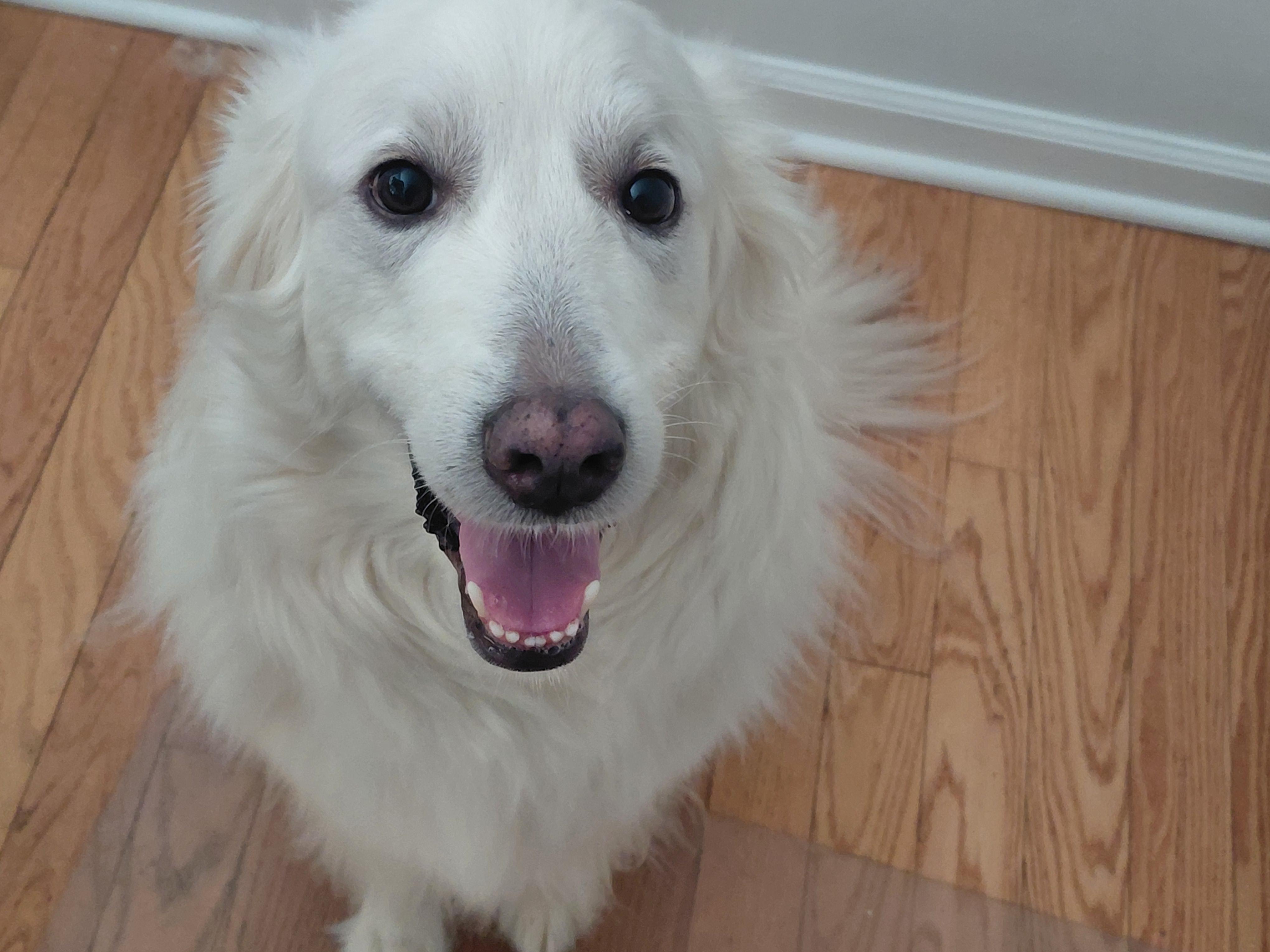 Enlarge Rose W, an adopted Great Pyrenees in Atlanta, GA image 2/3