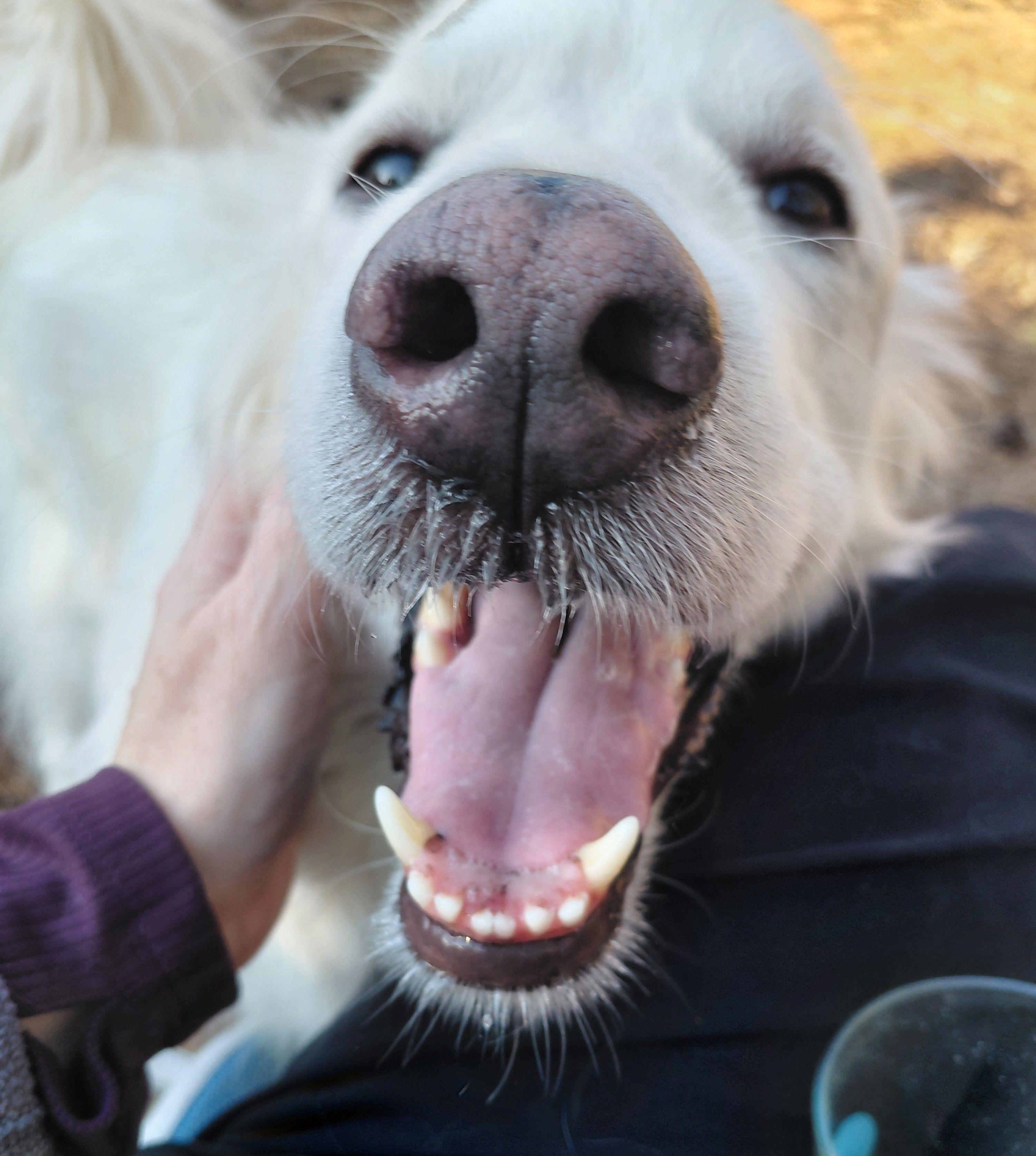 Enlarge Rose W, an adopted Great Pyrenees in Atlanta, GA image 3/3