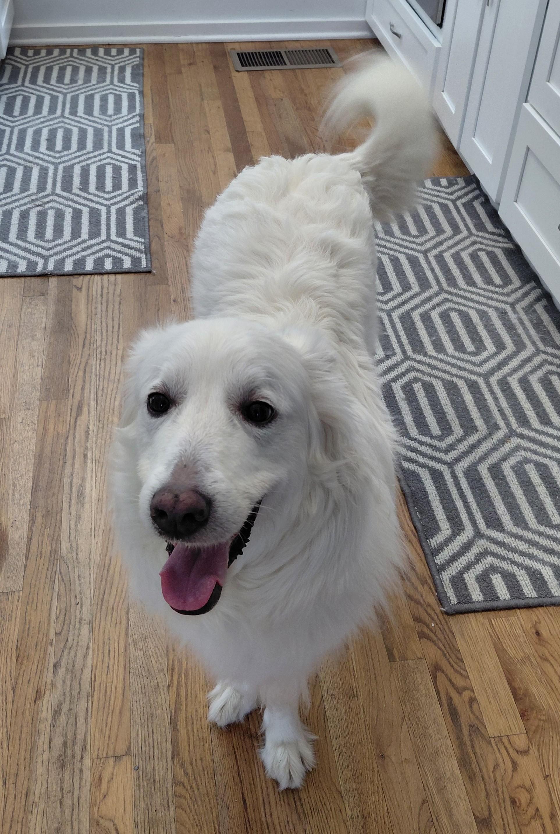 Rose W, adopted, Adult Female Great Pyrenees.