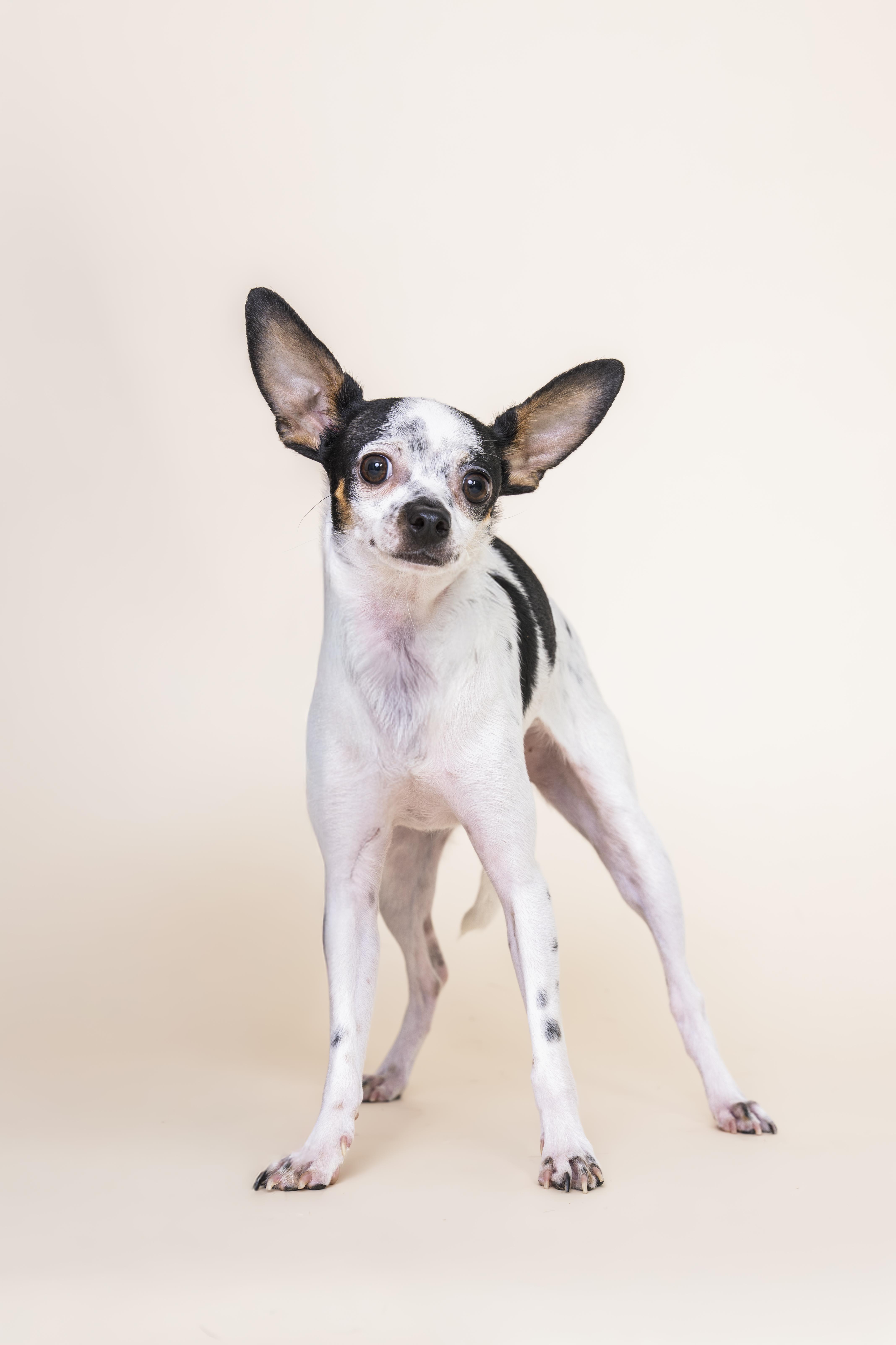 Pippy, adopted, Adult Female Chihuahua.