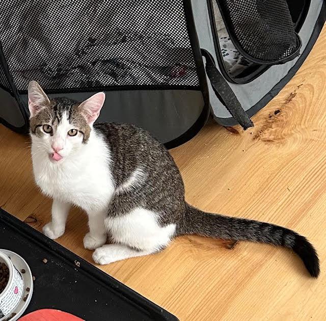 Daniel, ADOPTABLE, Young Male Domestic Short Hair.