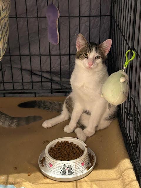 Enlarge Daniel, a ADOPTABLE Domestic Short Hair in Orangeburg, NY image 3/5